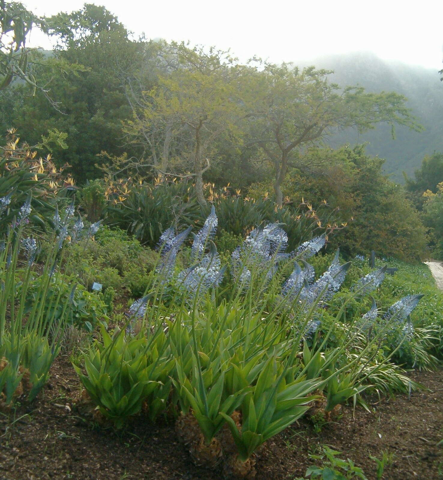 Image of Large blue squill