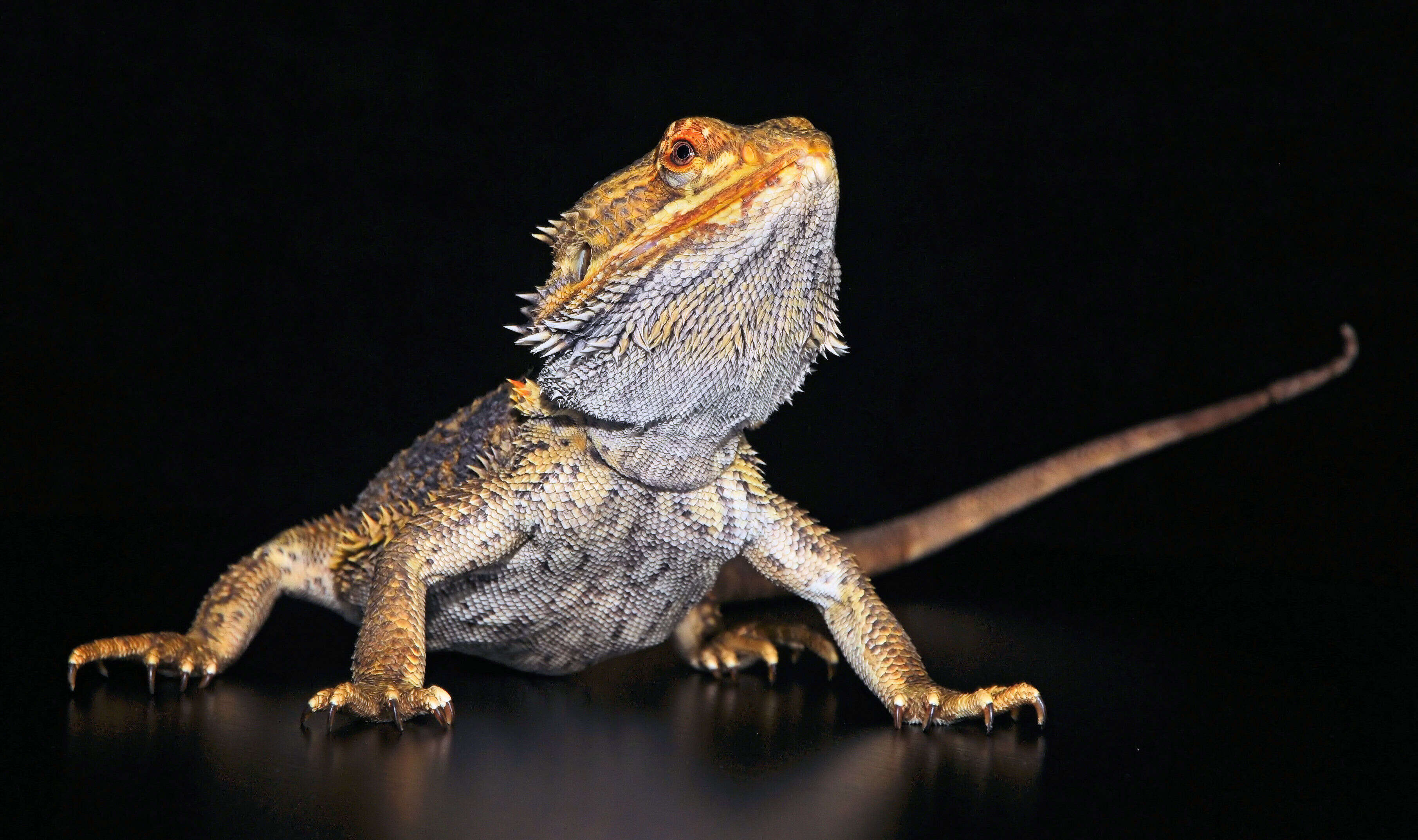 Image of Central bearded dragon