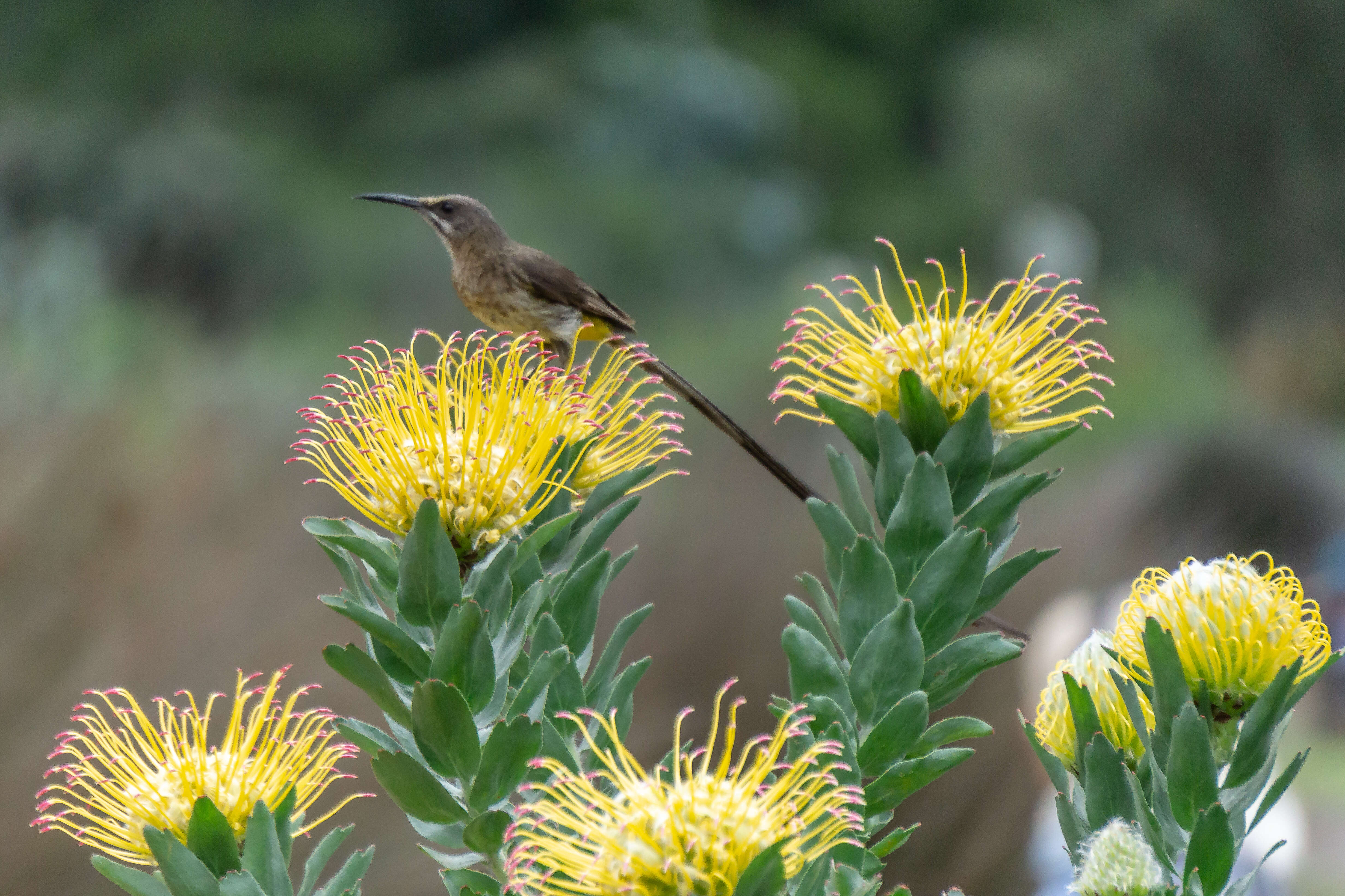 Image of Sugarbird