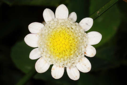 Image of Goose daisy