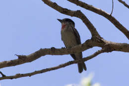 Pachyramphus aglaiae (Lafresnaye 1839) resmi