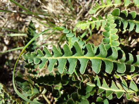 Plancia ëd Asplenium ceterach L.