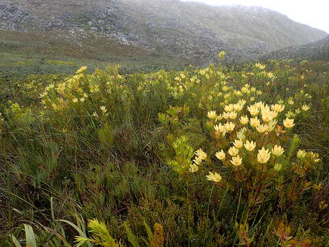 Image of Leucadendron gandogeri Schinz ex Gand.