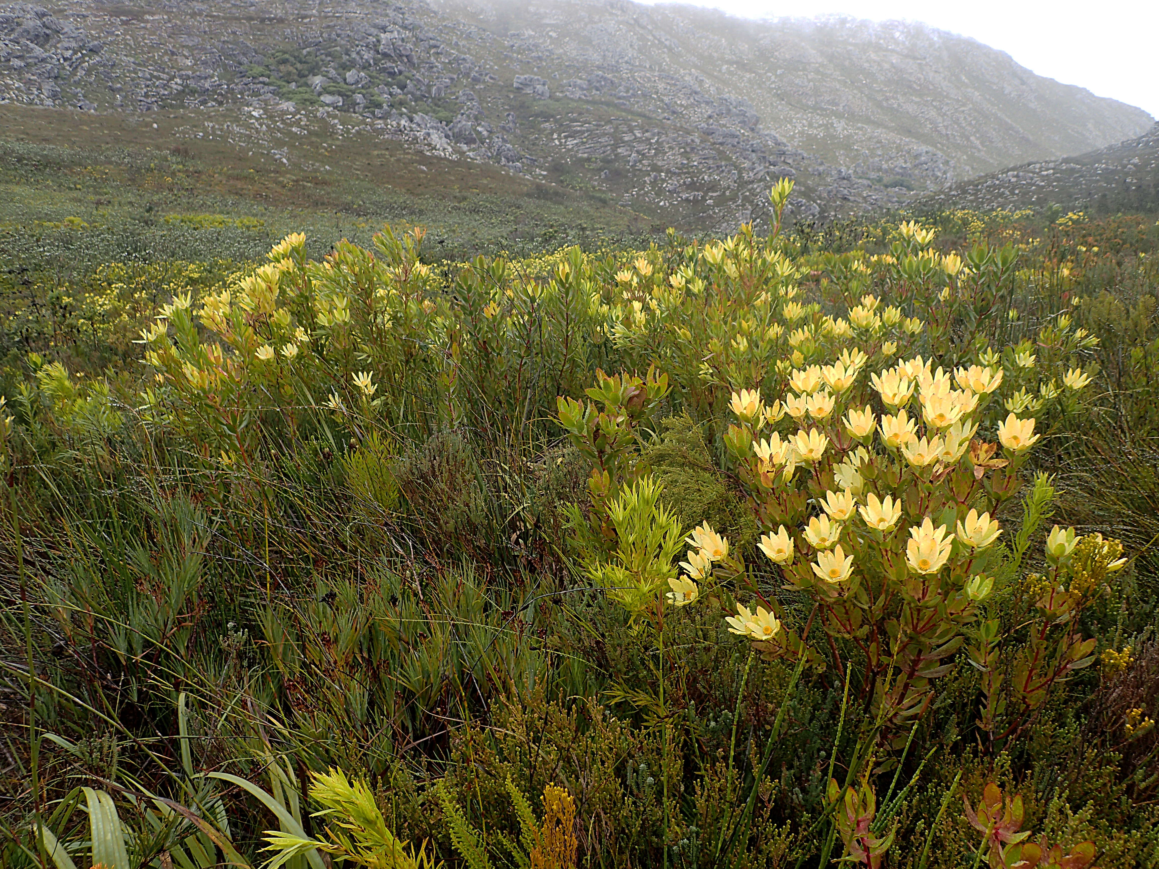 صورة Leucadendron gandogeri Schinz ex Gand.