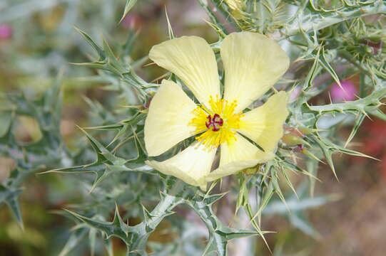 Imagem de Argemone ochroleuca Sweet