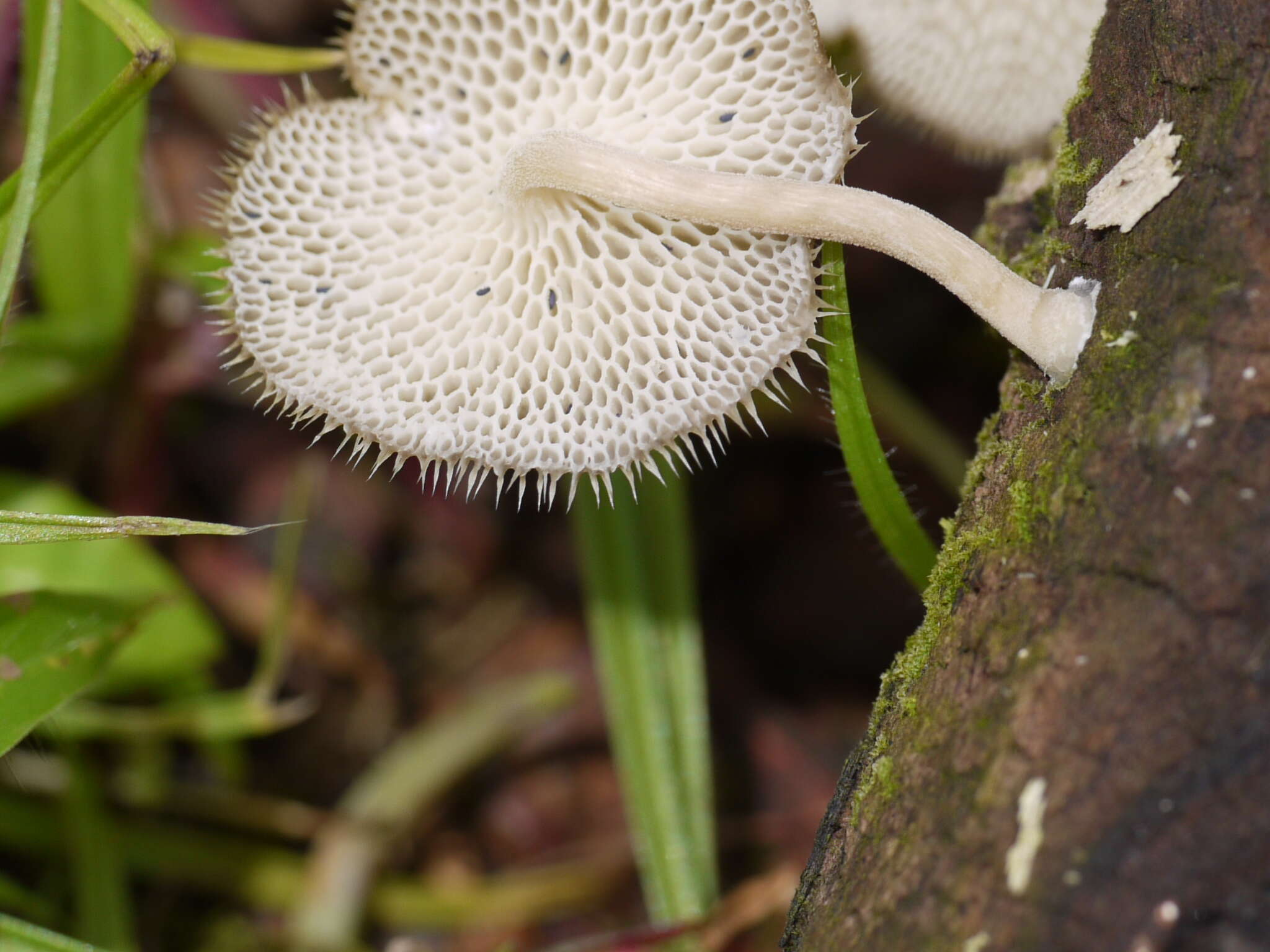 Image of Lentinus arcularius (Batsch) Zmitr. 2010