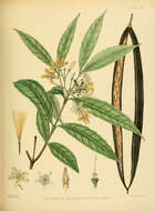Image of Wrightia flavorosea Trimen