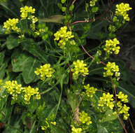 Image of Buckler Mustard