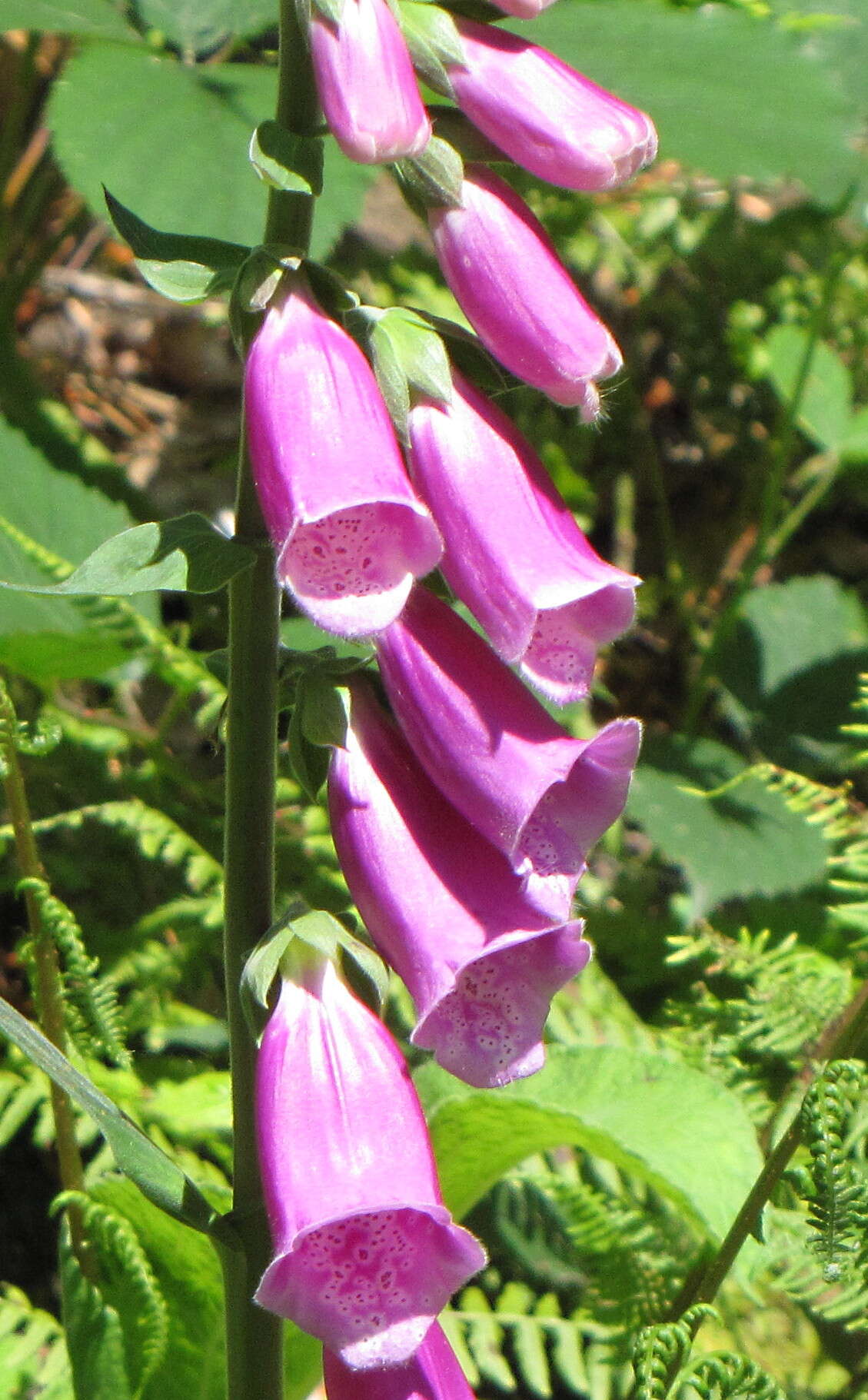 Imagem de Digitalis purpurea L.