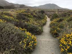 Image of seaside woolly sunflower