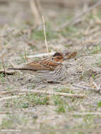 Image de Bruant nain