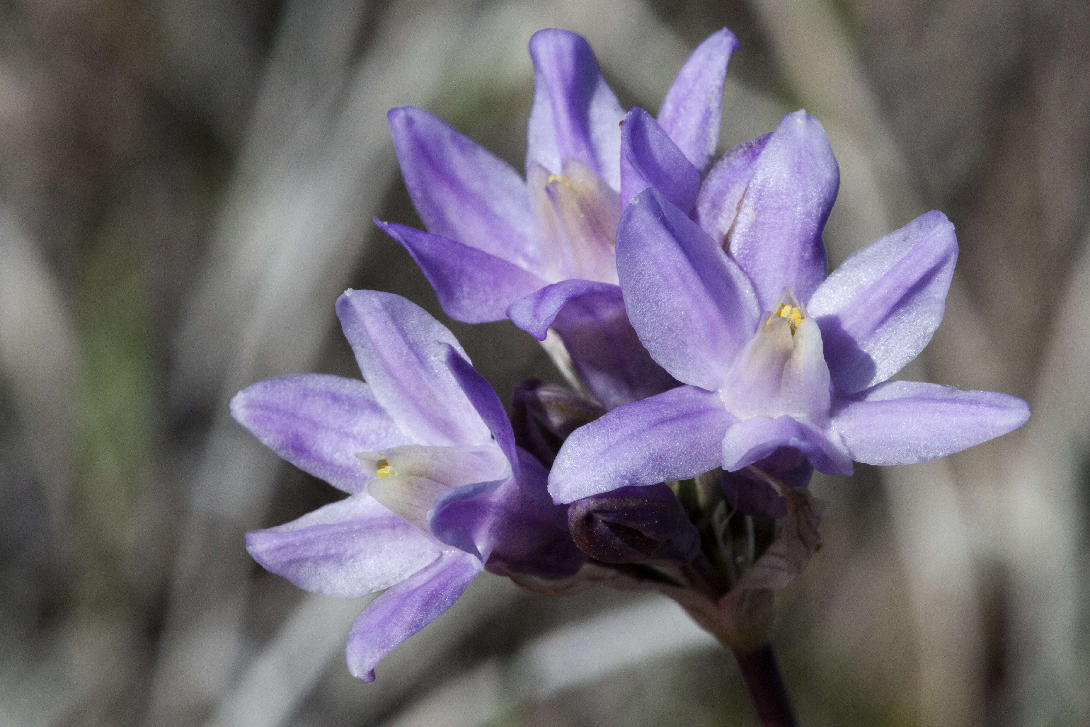 صورة Dichelostemma capitatum (Benth.) Alph. Wood