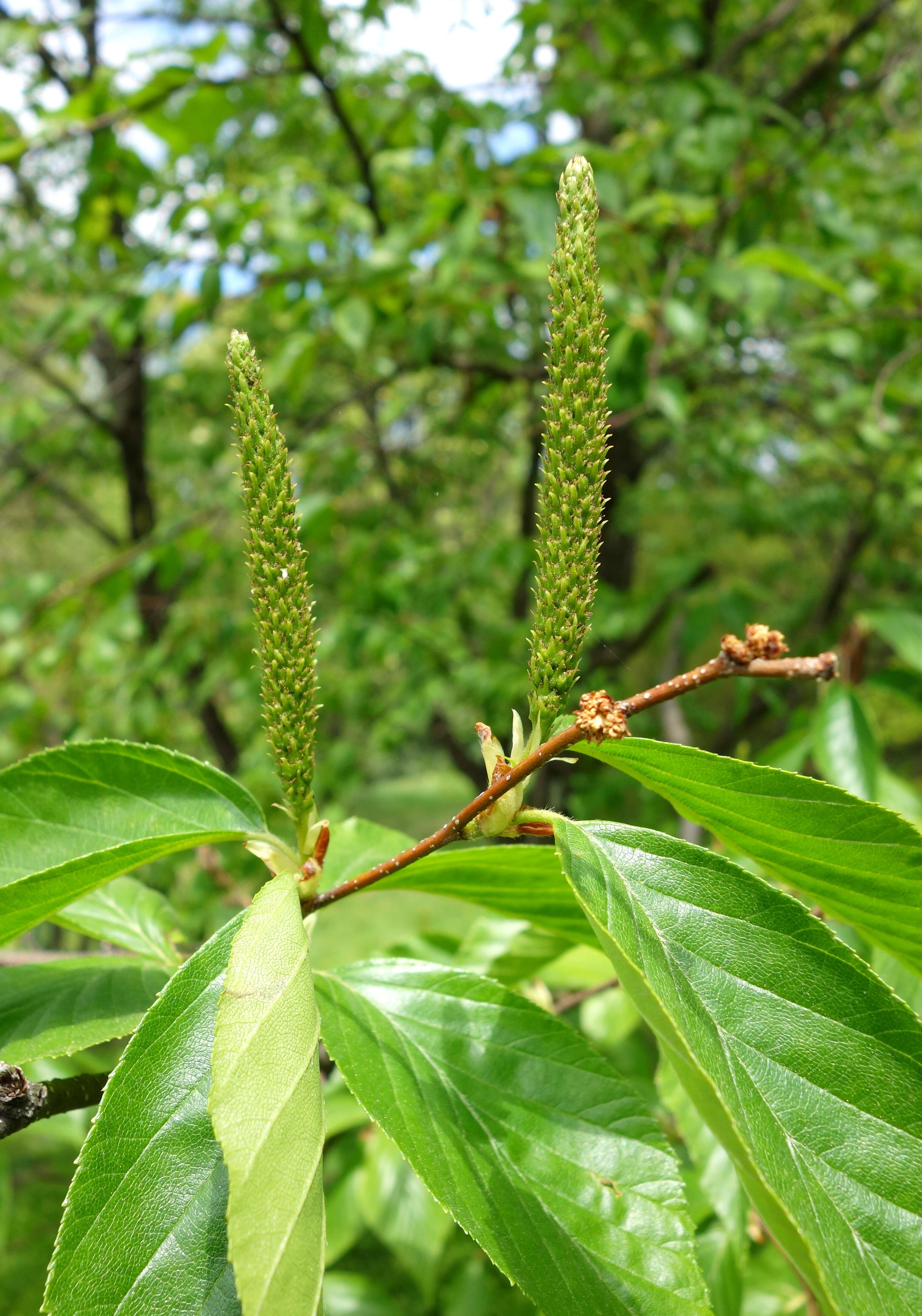 Image of Betula schmidtii Regel