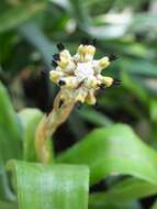 Image of Aechmea squarrosa Baker