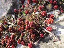 Image of White Stonecrop