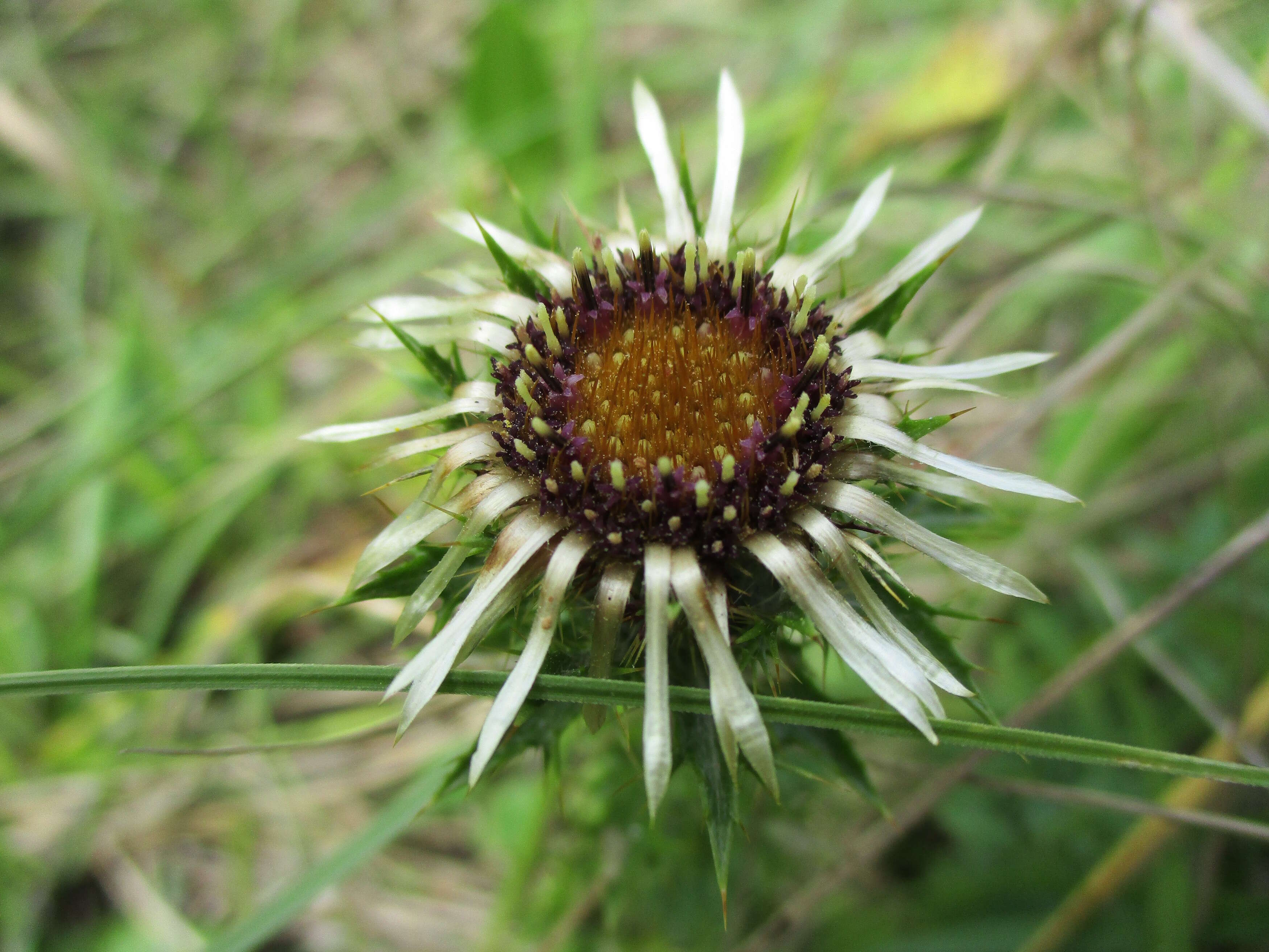 Image of carline thistle