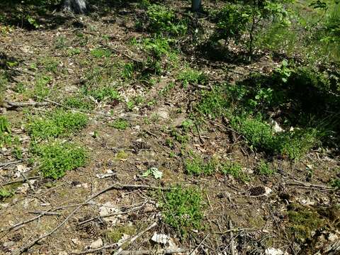 Image of Galium rotundifolium L.