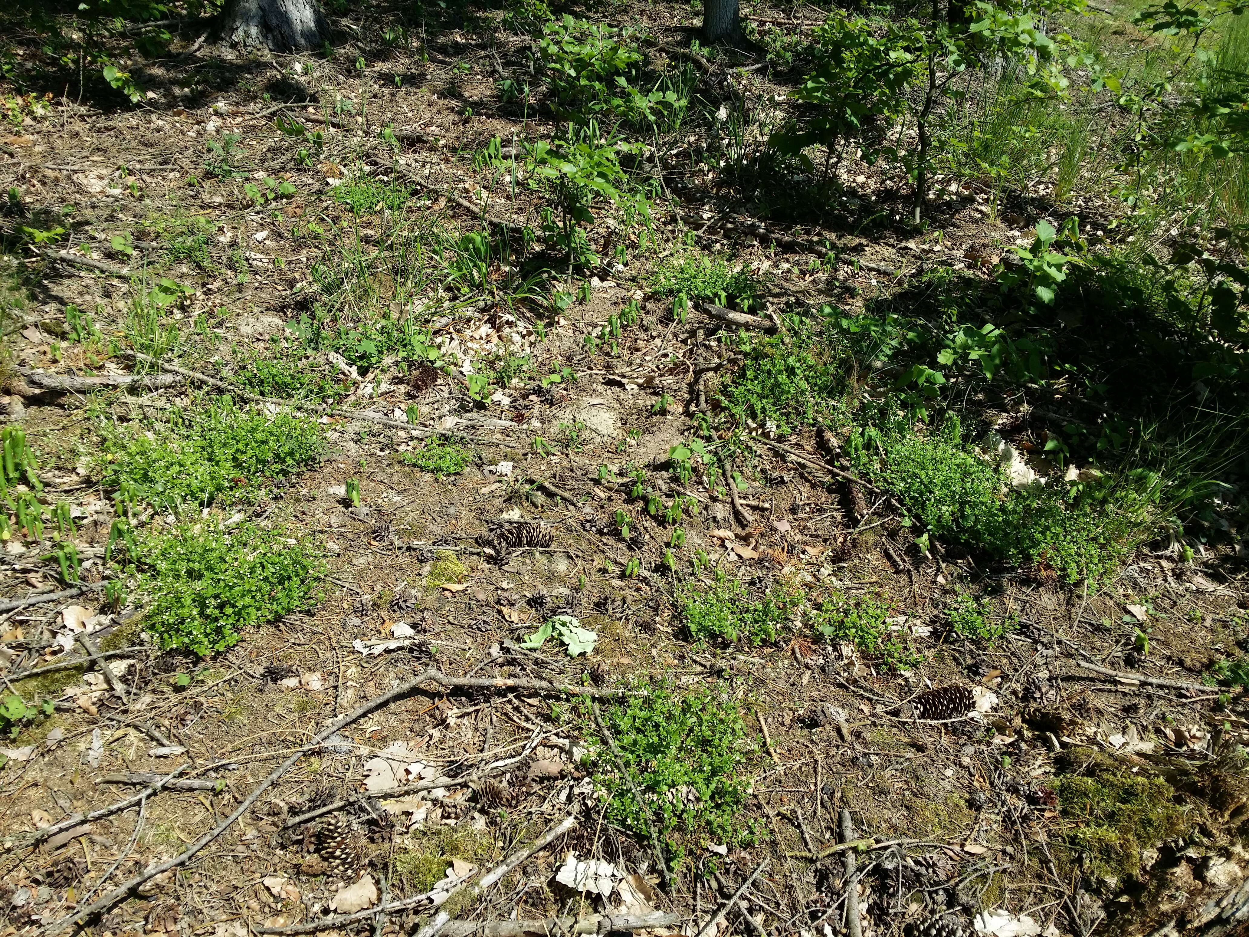 Image of Round-leaved Bedstraw