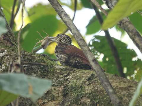 Image of Black-striped Woodcreeper