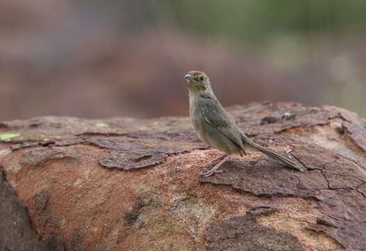 Image de Cisticole des rochers