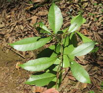 Image of Zanthoxylum ovalifolium Wight