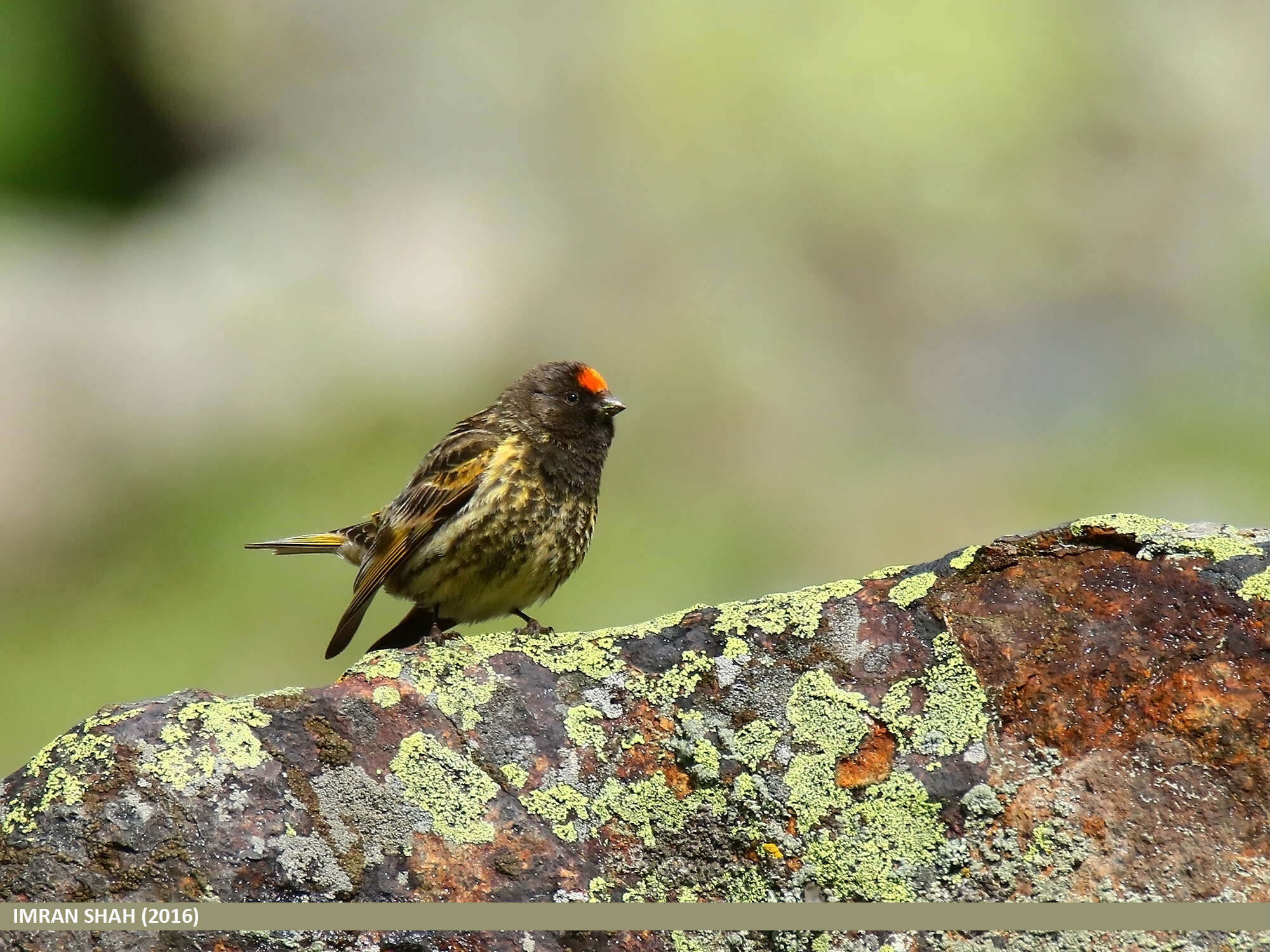 Image of Fire-fronted Serin