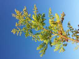 Image of sweet sagewort