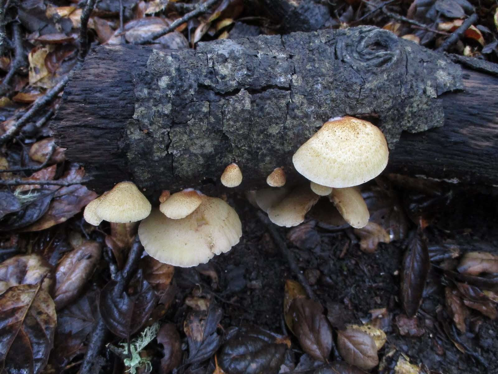 Image of Crepidotus mollis (Schaeff.) Staude 1857