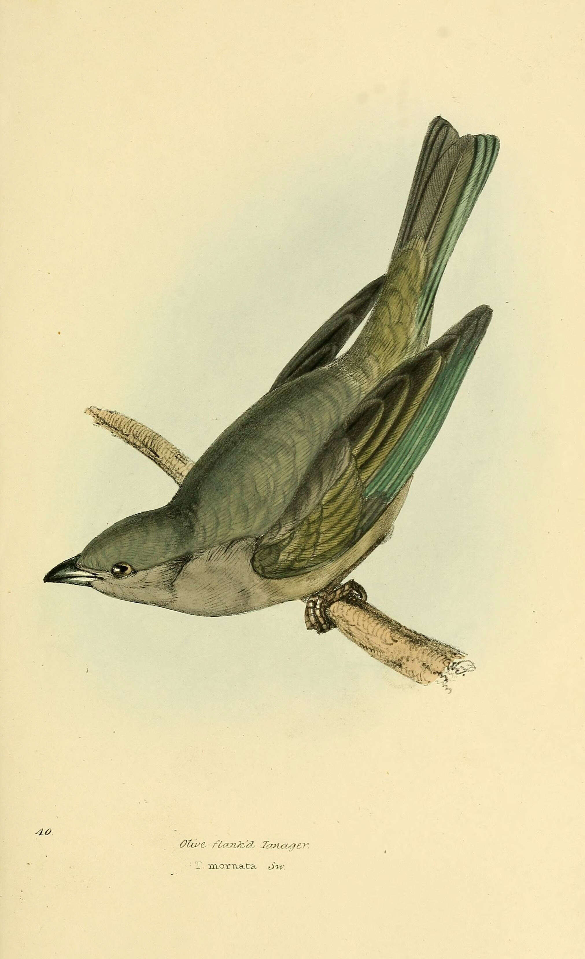 Image of Plain-colored Tanager