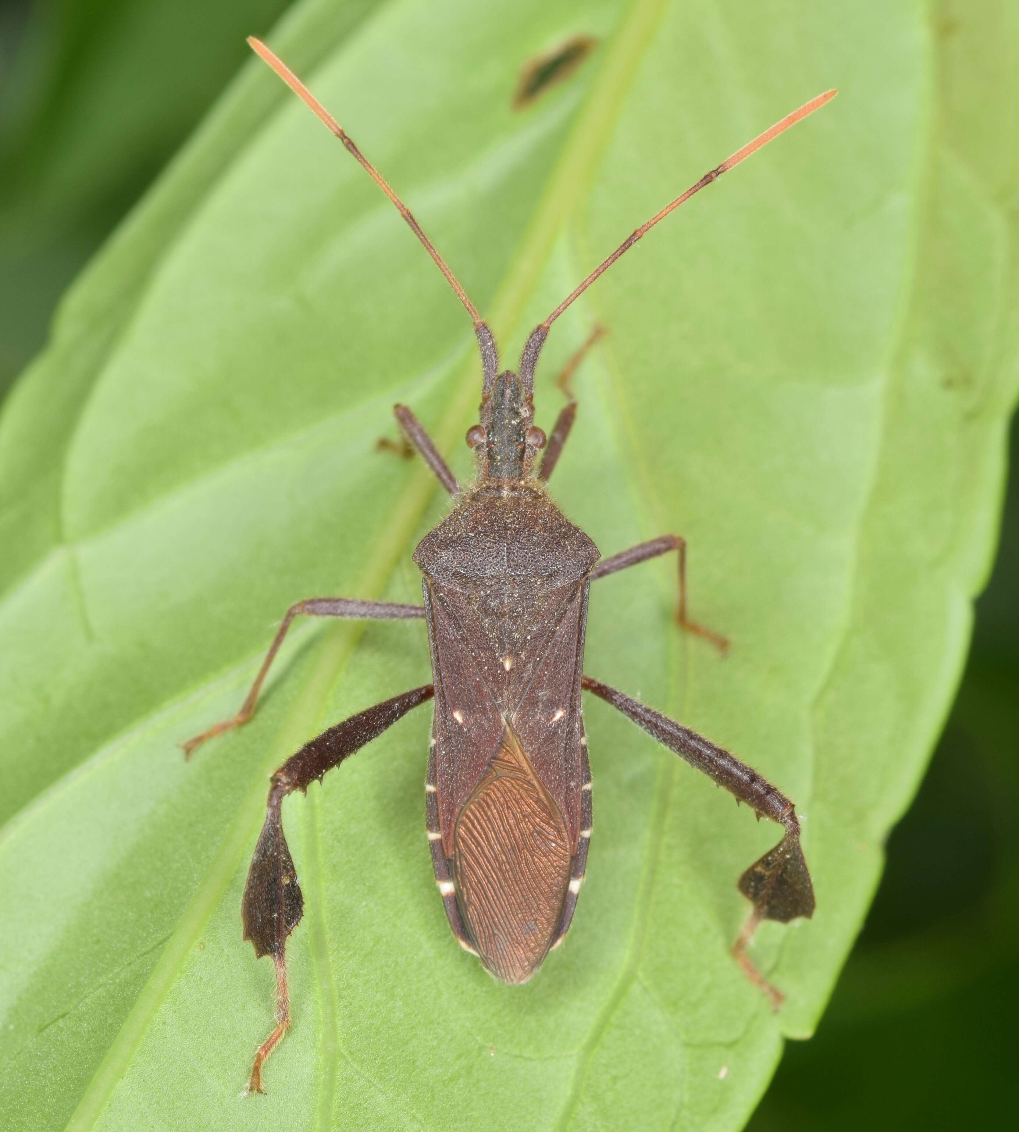 Image of Pine Seed Bug