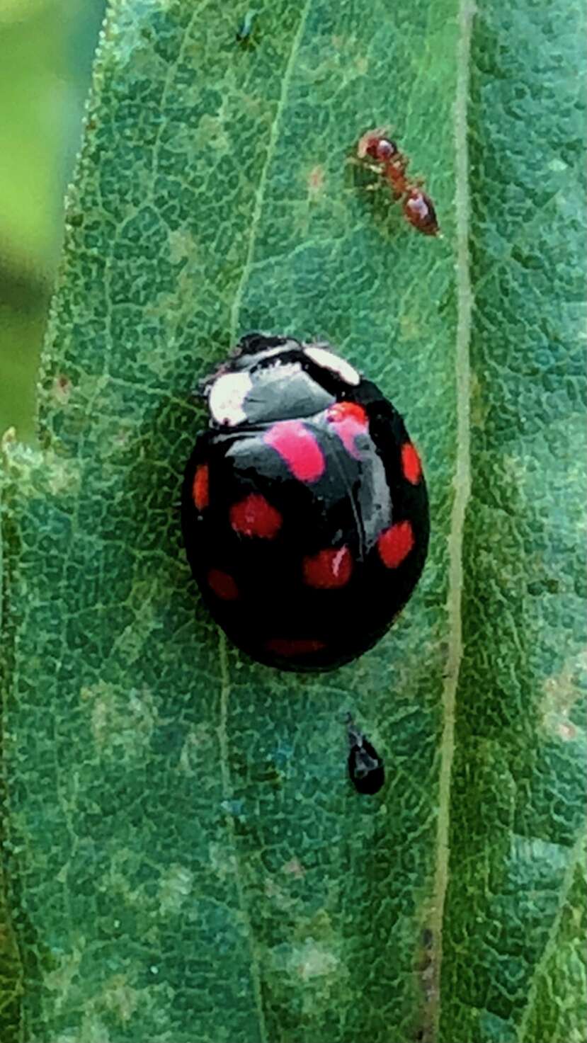 Image of Harmonia axyridis (Pallas 1773)