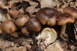 Imagem de Tricholoma ustale (Fr.) P. Kumm. 1871