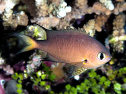 Image of Dark-fin Chromis