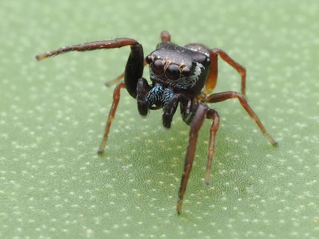 Image of Zygoballus sexpunctatus (Hentz 1845)