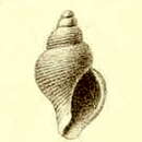 Image of Pleurotomella frigida Thiele 1912