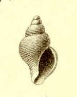 Plancia ëd Pleurotomella frigida Thiele 1912