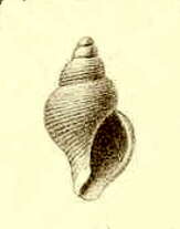 Image of Pleurotomella frigida Thiele 1912