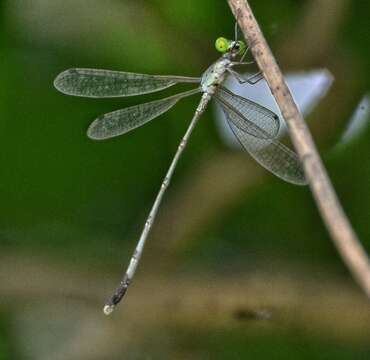 Image of Platylestes platystylus (Rambur 1842)