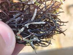 Image of Hairy bryozoan