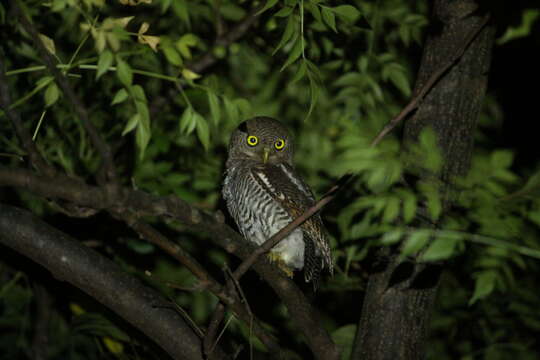 Image of Jungle Owlet