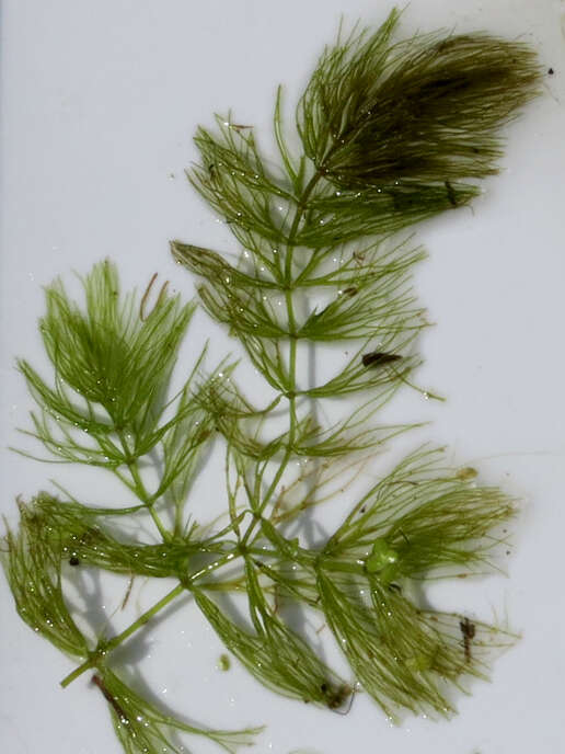 Image de Ceratophyllum echinatum A. Gray