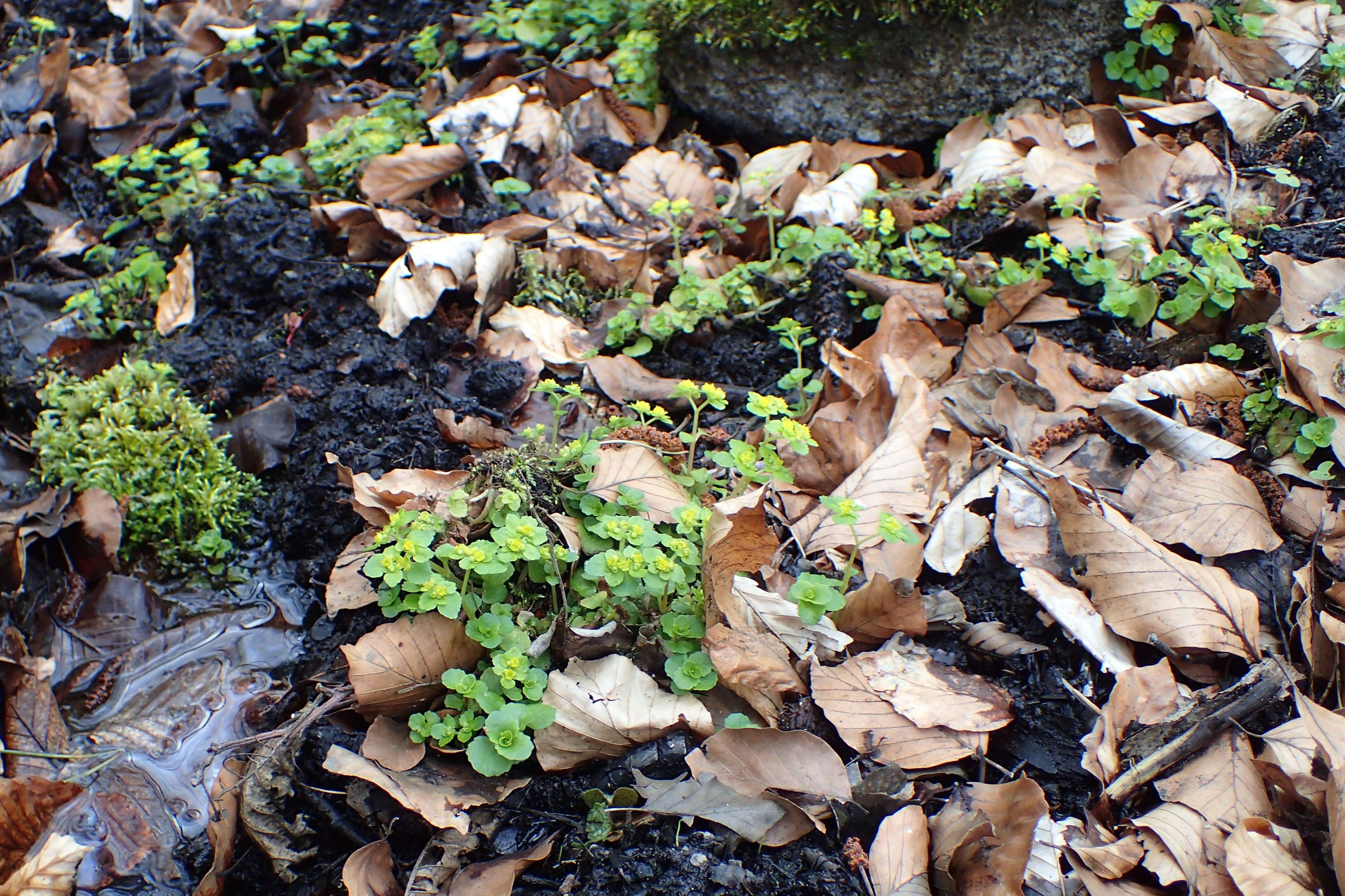 Plancia ëd Chrysosplenium oppositifolium L.