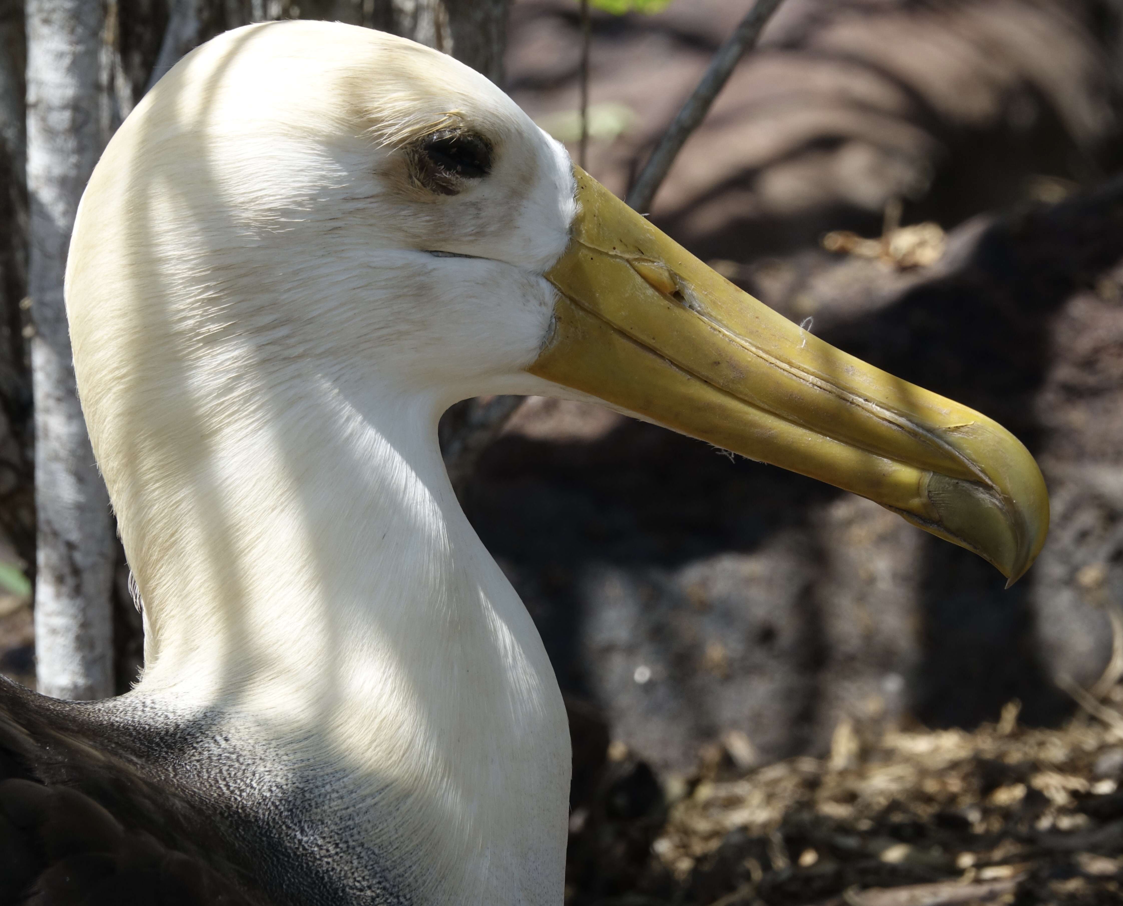 Image of Waved Albatross