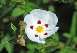 Image of Rockrose