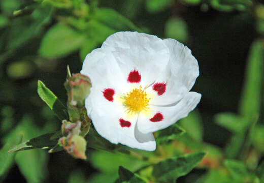 Image of Rockrose