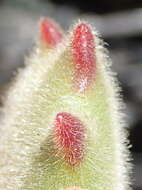 Image of Cotyledon tomentosa Harv.