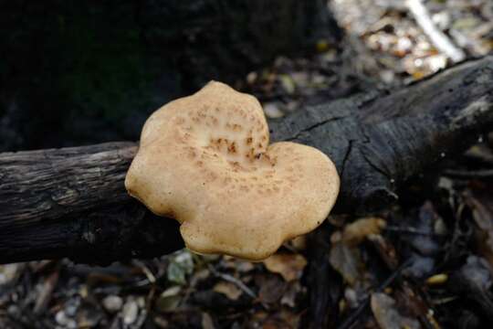 Image of Polyporus tuberaster (Jacq. ex Pers.) Fr. 1821