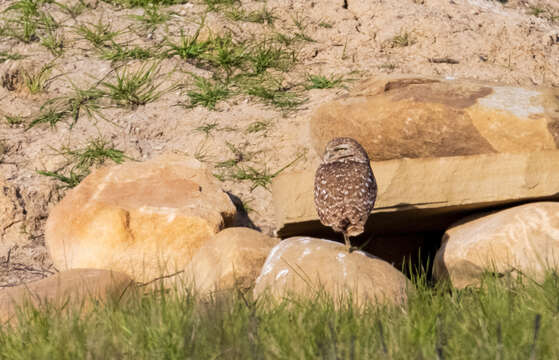 Image of Burrowing Owl