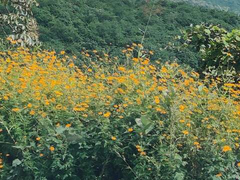 Image of sulphur cosmos