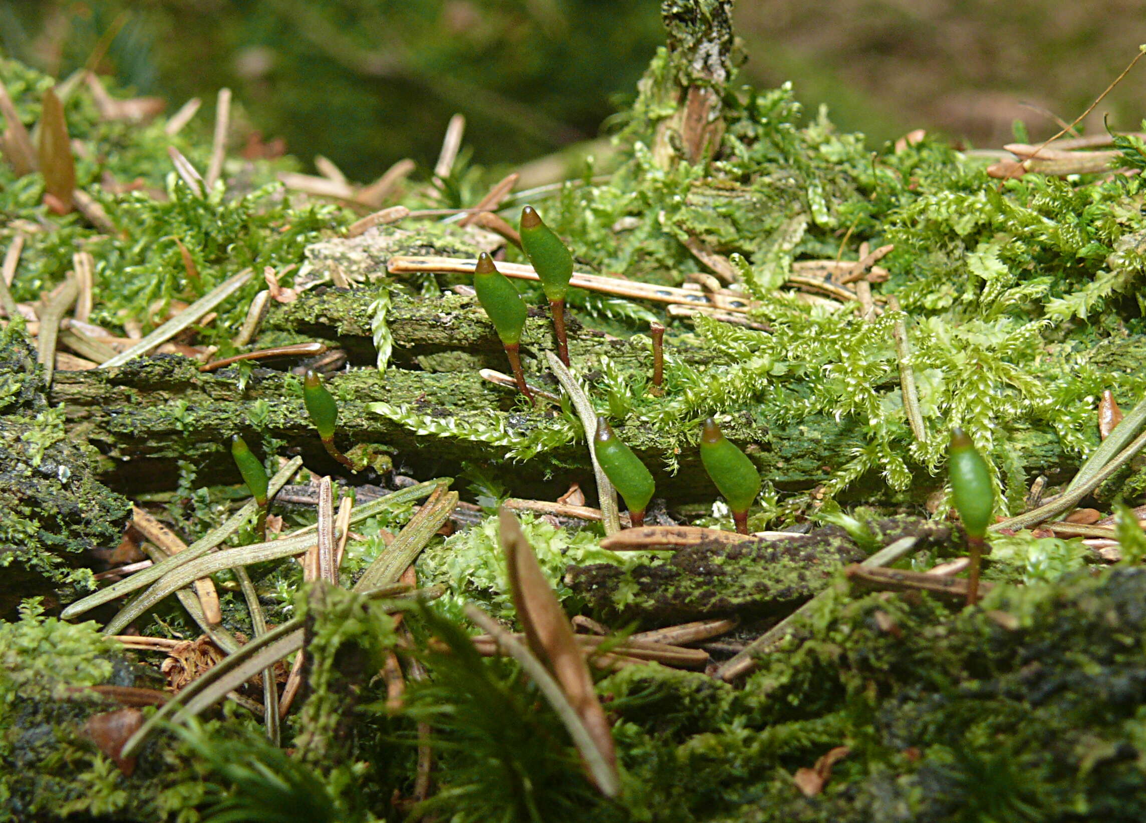 Image of Green shield moss